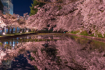 日本さくら名所100選　青森　弘前公園　夜桜ライトアップ