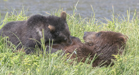 Nursing Brown Bear Cub