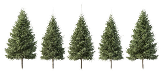 Tall, green pine trees lined up in a row against an isolated, transparent background, each with slightly varying shapes and densities of foliage
