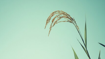 A single ear of rice tall against a clear sky, symbolizing resilience and growth