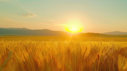 Obraz premium Golden Wheat Field in the Morning