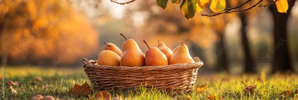 Canvas Prints Fresh pear fruit in basket in plantation orchard farm with trees