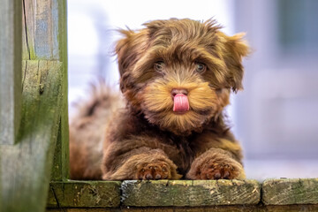 A sweet chocolate-colored Havanese puppy