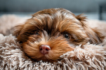 An irresistable chocolate-colored Havanese puppy