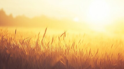 Fototapeta premium Golden Wheat Field in the Morning