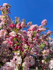 Cherry blossom flower