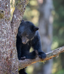 Black Bear in Tree, Anan Creek