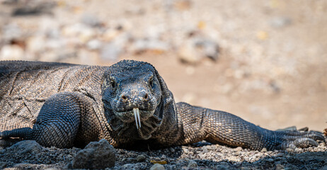 Obraz premium The Komodo Dragon King of the Lizards 