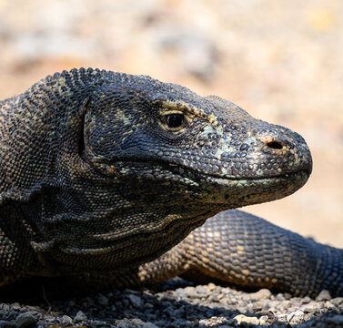 The Komodo Dragon King of the Lizards 