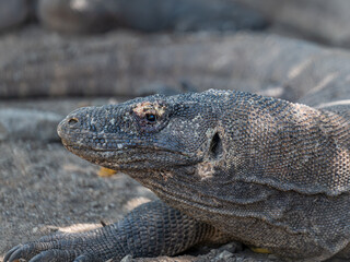 The Komodo Dragon King of the Lizards 