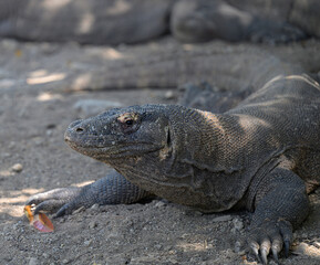 The Komodo Dragon King of the Lizards 