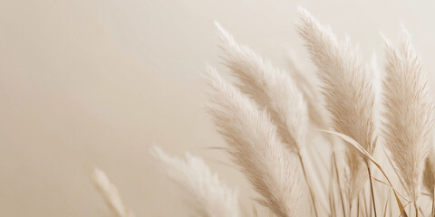 The pampas have a gentle, fluffy texture with shades of soft cream