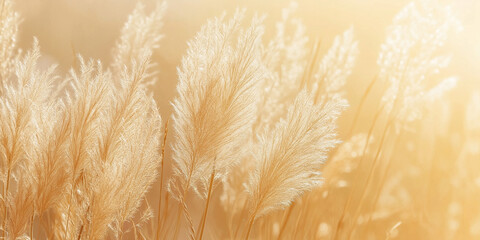 The pampas have a gentle, fluffy texture with shades of soft gold