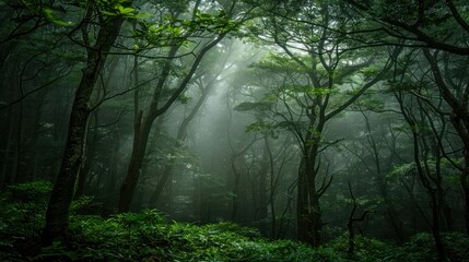 Fototapeta premium Mystical Forest with Sunbeams Piercing Through the Fog