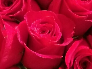 red roses background