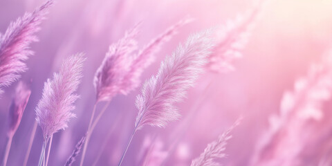 Obraz premium The pampas have a gentle, fluffy texture with shades of soft lavender