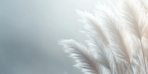 The pampas have a gentle, fluffy texture with shades of soft silver