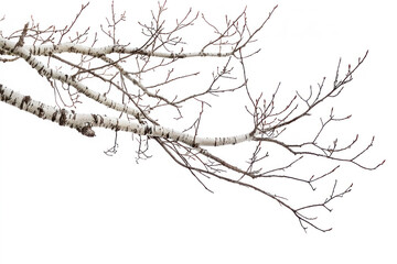 Bare birch tree branch isolated on white background.