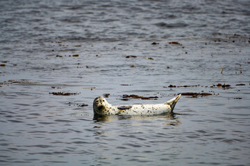 Fototapeta premium アザラシ