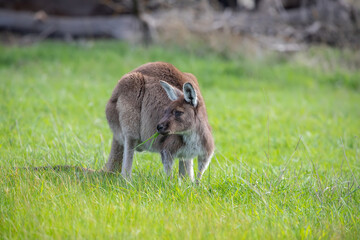 Cute wallaby kangaroo is grazing on a green meadow in Australia, wildlife and beauty in nature