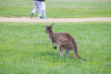 Cute wallaby kangaroo is grazing on a green meadow in Australia, wildlife and beauty in nature