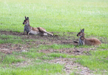 Wallaby kangaroos lie on a green meadow resting, Australia, wildlife and beauty in nature