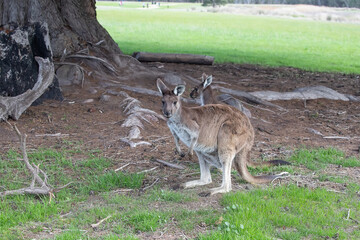 Two cute wallaby kangaroo is grazing on a green meadow in Australia, wildlife and beauty in nature