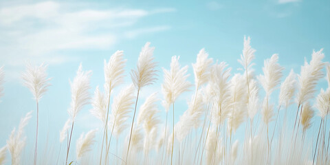 Obraz premium Pampas grass sways gently in the wind under a clear blue sky, creating a serene and picturesque natural scene.