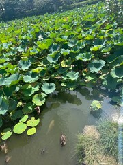lilies in the pond