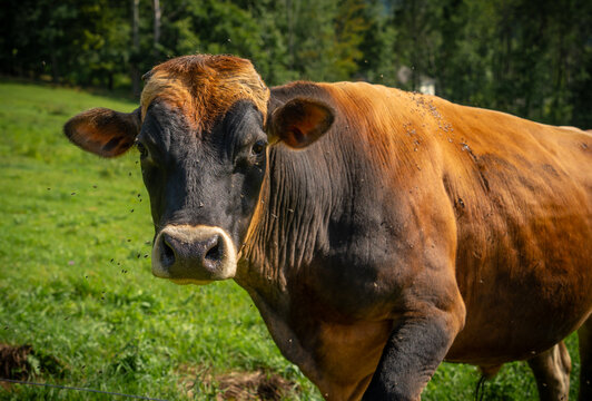 Cow Looking at Camera in New York Field