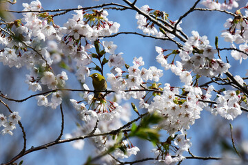 桜の中のメジロ