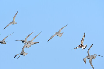 頭上を飛ぶキョウジョシギとキアシシギ