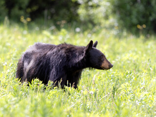 Black Bear Eating Flowers