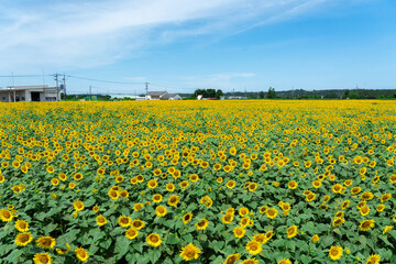 ひまわりが満開の河北潟ひまわり村 © kazuyami77