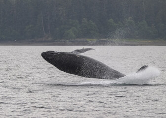 Fototapeta premium Breaching Humpback Whale, Frederick Sound
