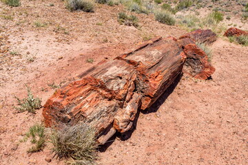 Petrified Forest National Park, Arizona-USA