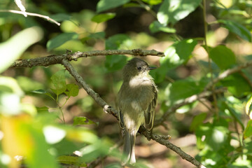 Eastern Phoebe