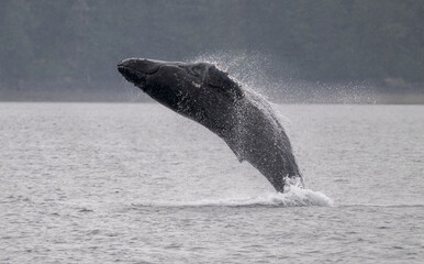 Naklejka premium Humpback Whale Breaching, Frederick Sound