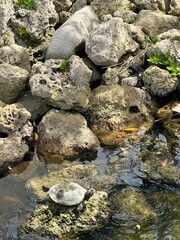 Turtle on some Rocks in the Water
