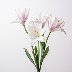 Obraz premium bouquet of lilies isolated on white