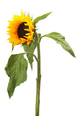 Fototapeta premium One beautiful sunflower with leaves isolated on white