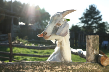 Cute goat with beautiful flower in paddock at farm