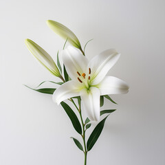 Naklejka premium white Lily flower isolated on white