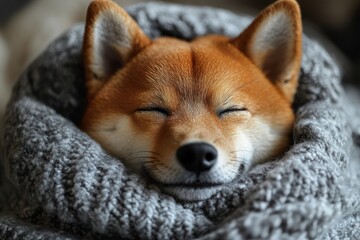 Sleepy dog warmly wrapped in a cozy knitted blanket during a peaceful winter evening indoors