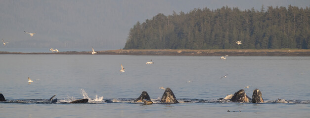 Humpback Whales Bubble Net Feeding