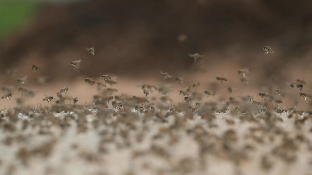 Les abeilles en groupe