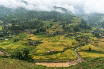 Sapa Rice Terrace Field Harvest