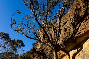 Tree Growing Alongside Rocky Cliff