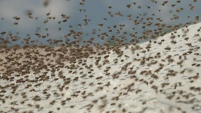 Abeilles 