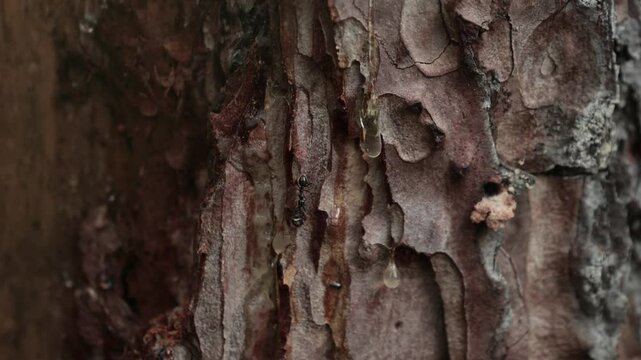 Fourmis dans l&rsquo;arbre